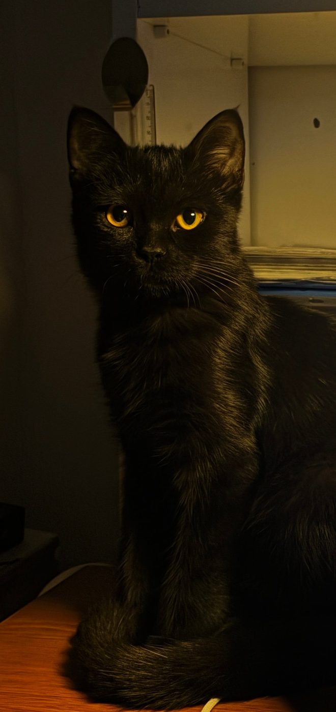 Jale the black cat